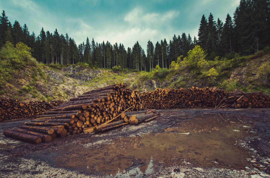 New UN Report: Agriculture & Deforestation Is Dramatically Worsening