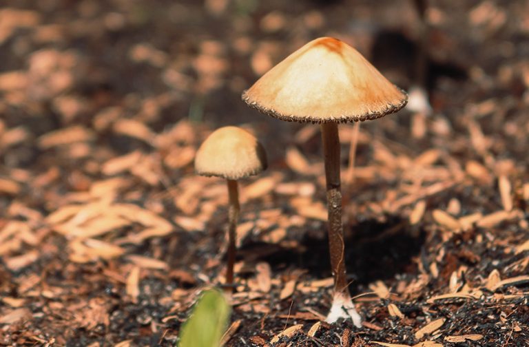 Psilocybin