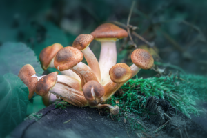 Wellness Evidence Study: Psilocybin Therapy Appears as Effective as Leading Antidepressant