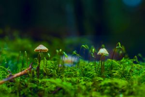Largest-Ever Study Finds Psilocybin Is Highly Effective Against Serious Depression