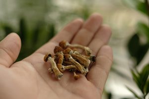 New Study: Psilocybin Therapy Dramatically Reduced Heavy Drinking