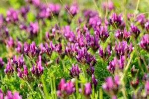 TCM Herb, Astragalus, Protects Heart Attack Patients Better Than Current Drugs