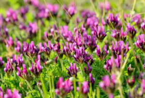 TCM Herb, Astragalus, Protects Heart Attack Patients Better Than Current Drugs