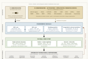 A four-layer diagram showing the causal architecture of male social behavior. The top layer (genetic) shows the Y chromosome as a binary developmental switch on the left and X-linked, autosomal, and epigenetic sources of behavioral variance on the right. The second layer (endocrine) contains four signaling systems: HPG axis, HPA axis, bonding peptides, and sympathetic-adrenal-medullary system. The third layer (neural) contains three circuit domains: triple-network dynamics, limbic and social cognition, and reward and hierarchy processing. The bottom layer (behavioral) lists seven emergent behavioral outputs. Arrows connect layers top to bottom, with a dashed feedback arrow running from the behavioral layer back up to the endocrine layer along the right margin. A dashed outer border represents social, cultural, and ecological context modulating every layer.
