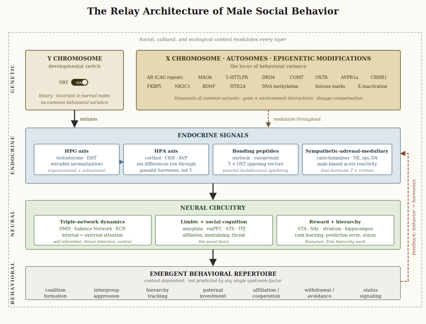 A four-layer diagram showing the causal architecture of male social behavior. The top layer (genetic) shows the Y chromosome as a binary developmental switch on the left and X-linked, autosomal, and epigenetic sources of behavioral variance on the right. The second layer (endocrine) contains four signaling systems: HPG axis, HPA axis, bonding peptides, and sympathetic-adrenal-medullary system. The third layer (neural) contains three circuit domains: triple-network dynamics, limbic and social cognition, and reward and hierarchy processing. The bottom layer (behavioral) lists seven emergent behavioral outputs. Arrows connect layers top to bottom, with a dashed feedback arrow running from the behavioral layer back up to the endocrine layer along the right margin. A dashed outer border represents social, cultural, and ecological context modulating every layer.